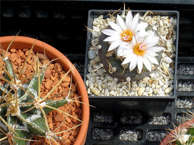 turbinicarpus schwarzii